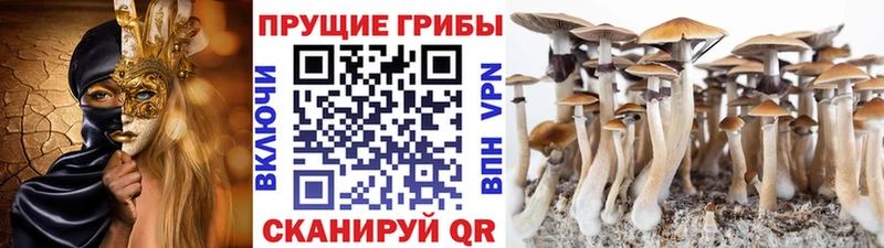 Псилоцибиновые грибы мицелий  купить наркотики сайты  мориарти как зайти  Городище 